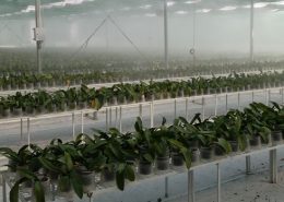افتتاح پروژه ای 4200 متری گل ارکیده - ورامین