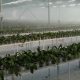 افتتاح پروژه ای 4200 متری گل ارکیده - ورامین